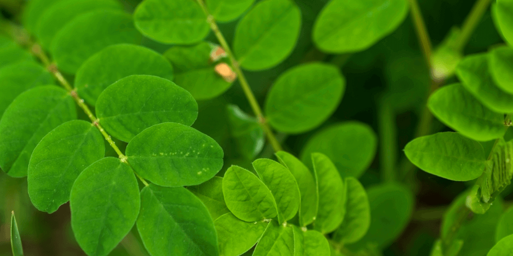 Astragalus adaptogen plant