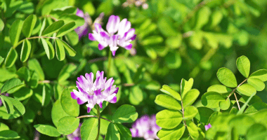 What is an Adaptogen: Unveiling Nature's Secrets